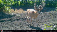 Early velvet bucks, Shoot under string jumpers, How to scout with aerial maps